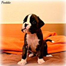 4,5 weeks